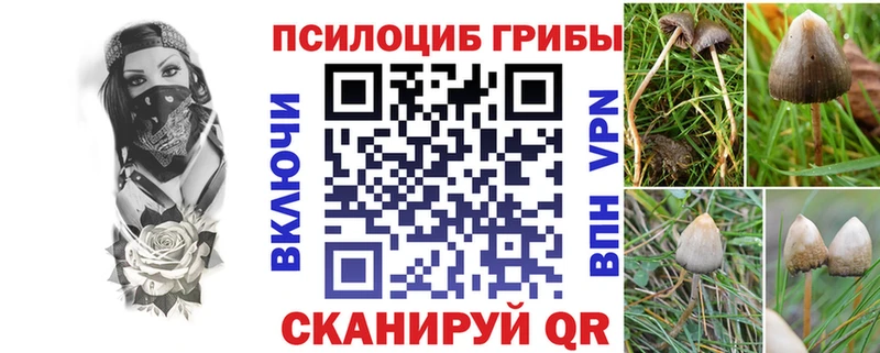 Галлюциногенные грибы Cubensis  Купить  Сальск 